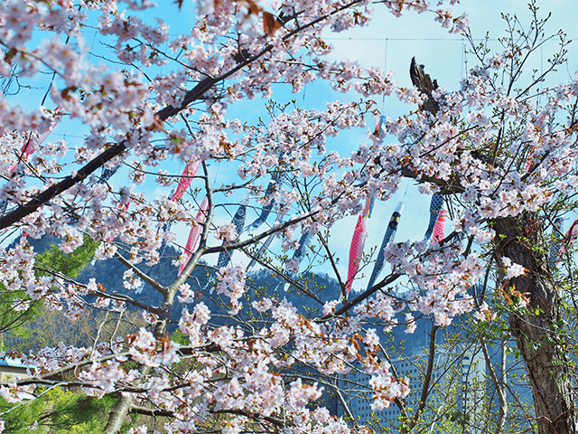 조잔케이 온천 계류 잉어 노보리