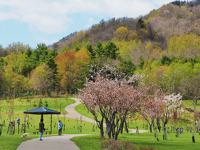 고가네유 사쿠라노모리