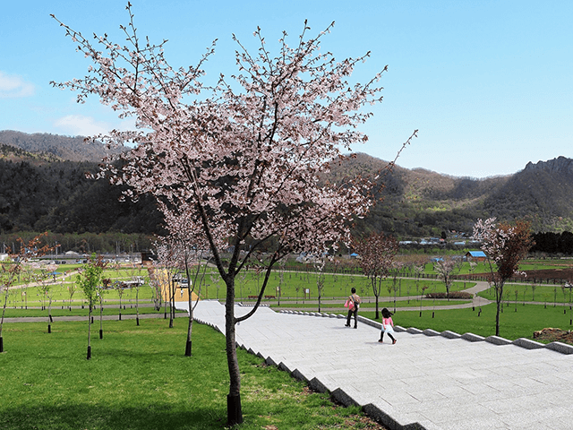 고가네유 사쿠라노모리